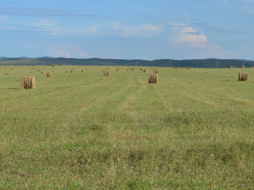 Хозяйства 14 районов Забайкалья ведут заготовку кормов на зимовку скота